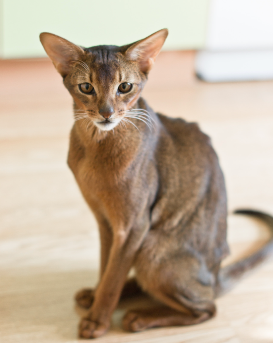 Abyssinian cat sitting upright