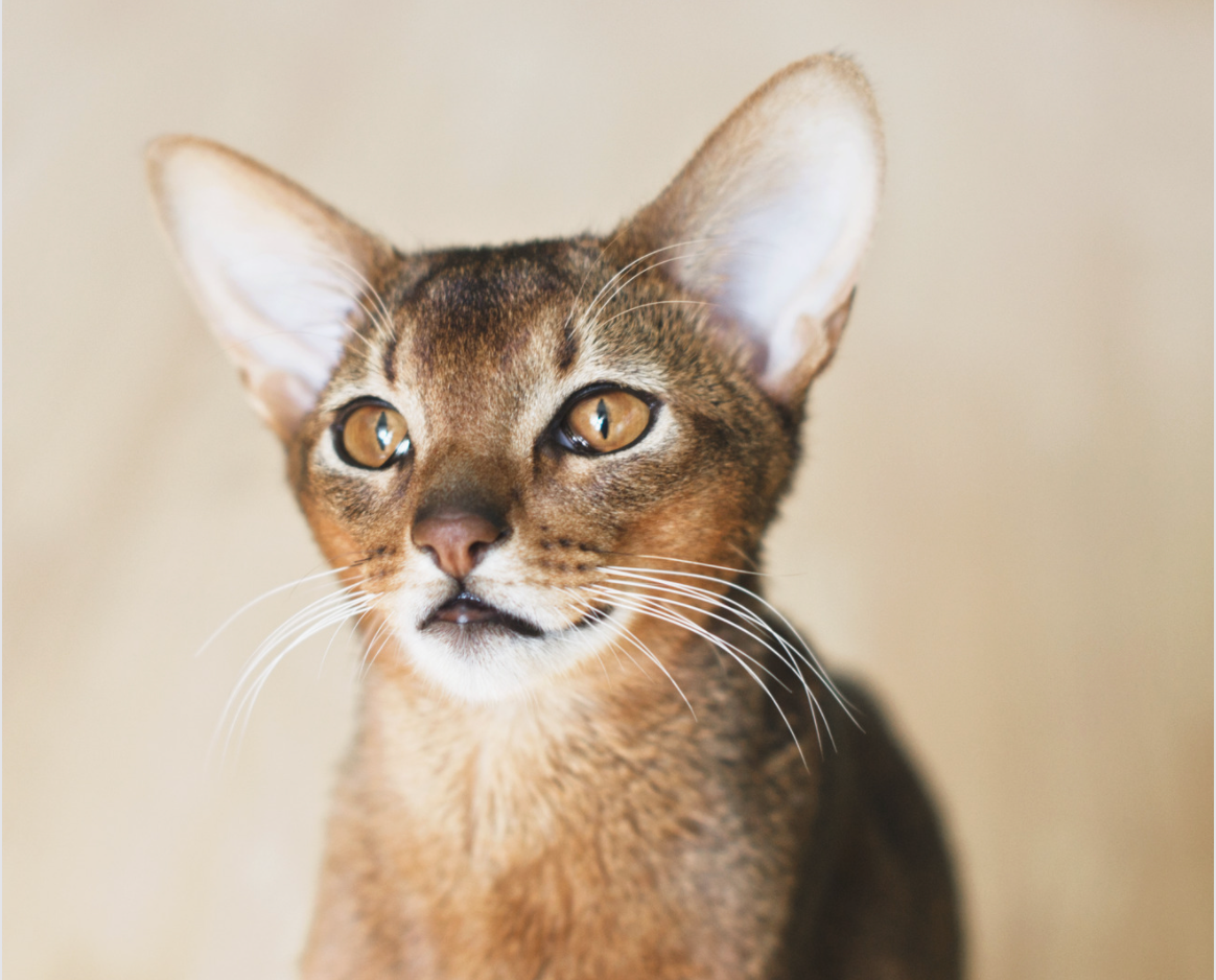 Abyssinian cat with gold eyes