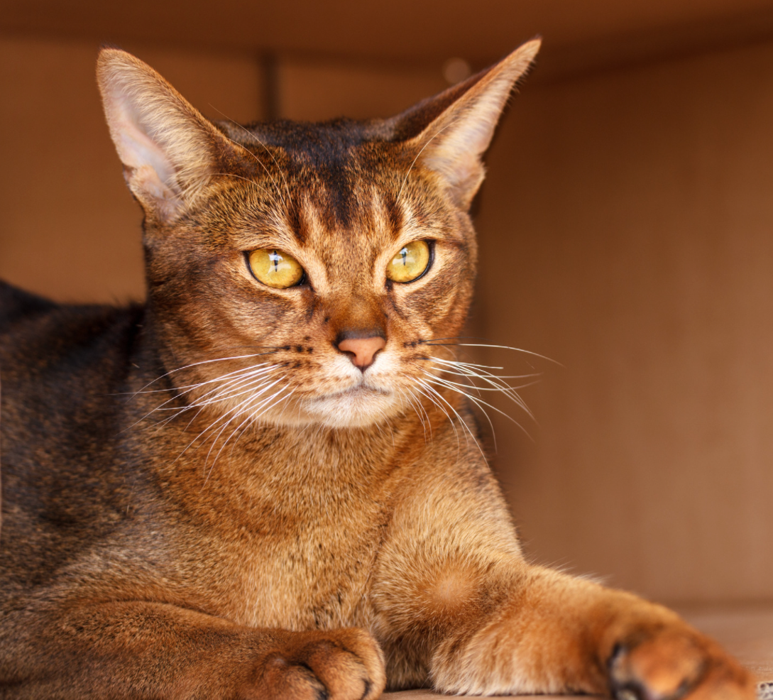 Abyssinian cat with golden eyes
