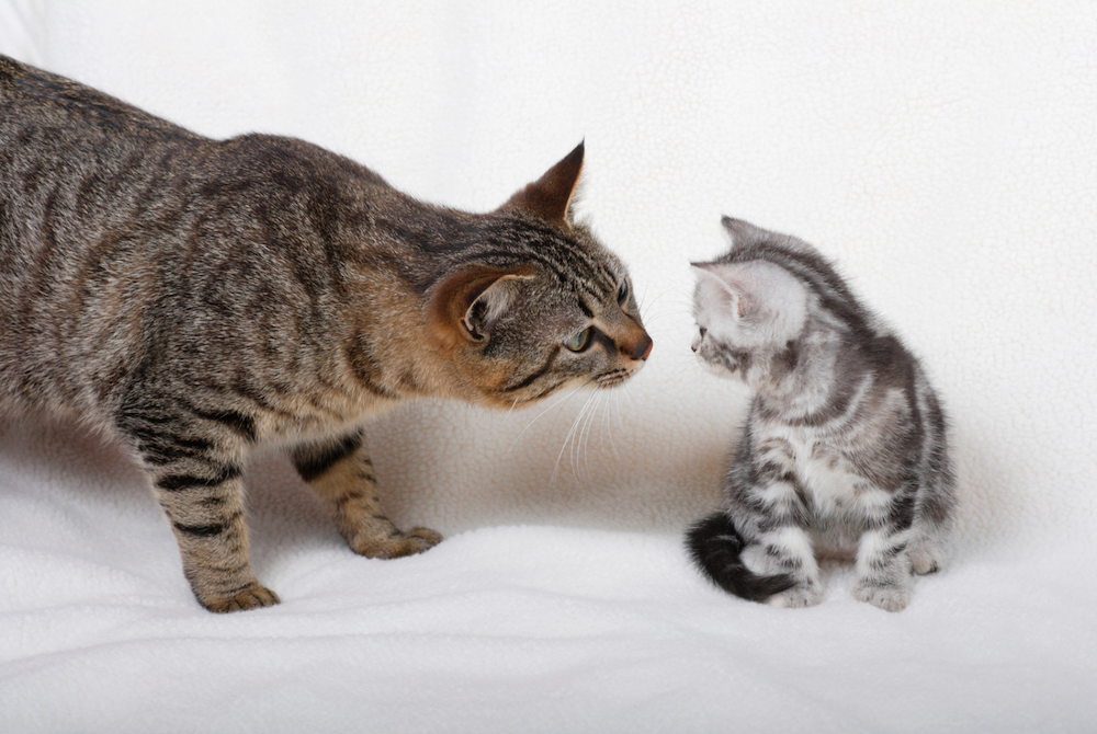 brown tabby American Shorthair cat with silver tabby American Shorthair kitten