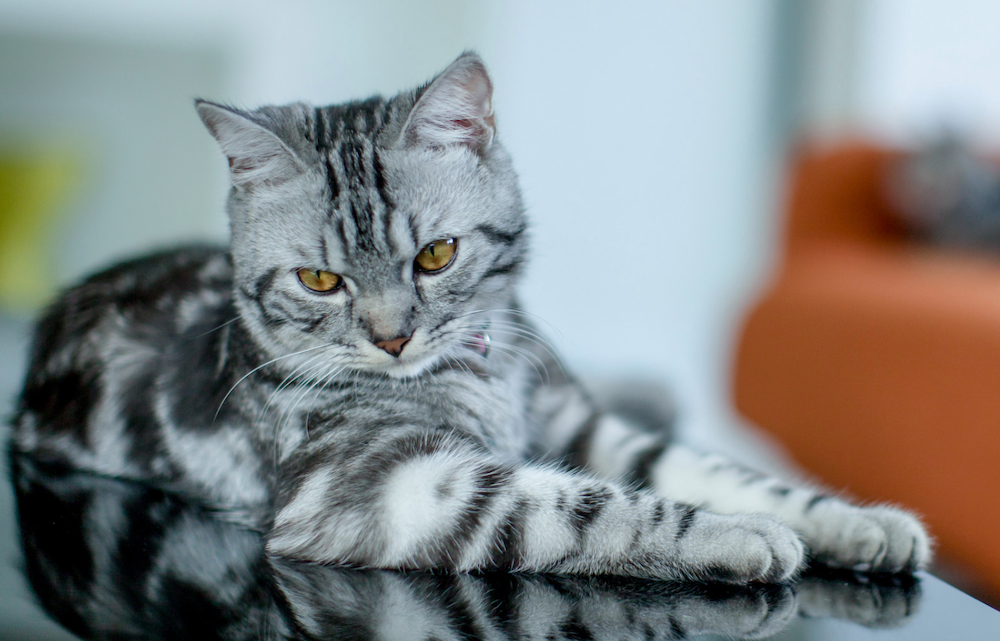 classic silver tabby American Shorthair cat
