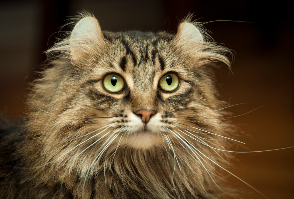long-haired brown tabby American Curl cat