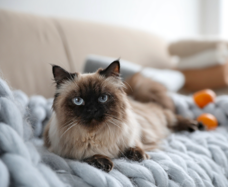Balinese Cat Personality: How Do Balinese Cats Act? | Litter-Robot
