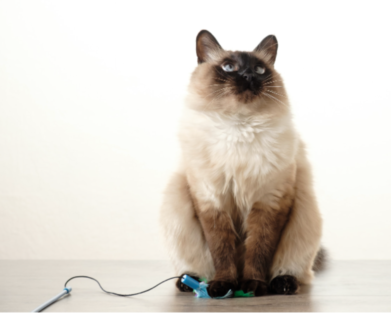 Balinese cat sitting up with toy
