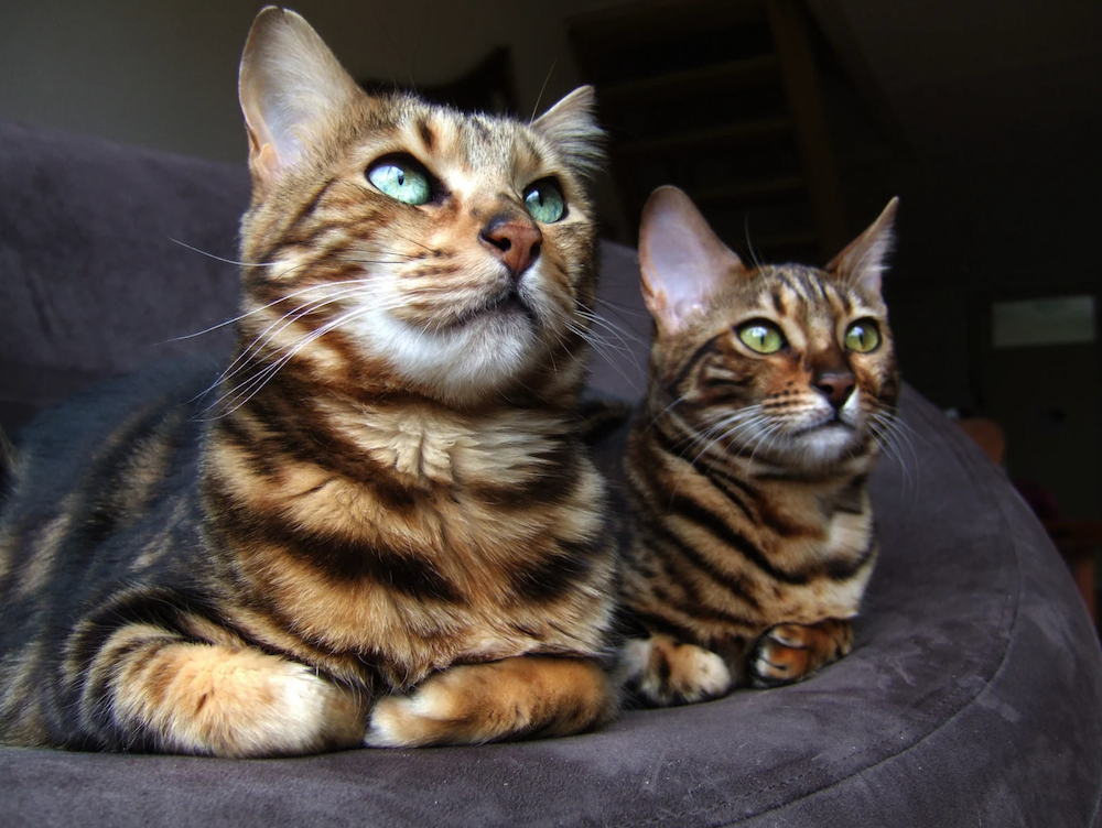 two Bengal cats loafing