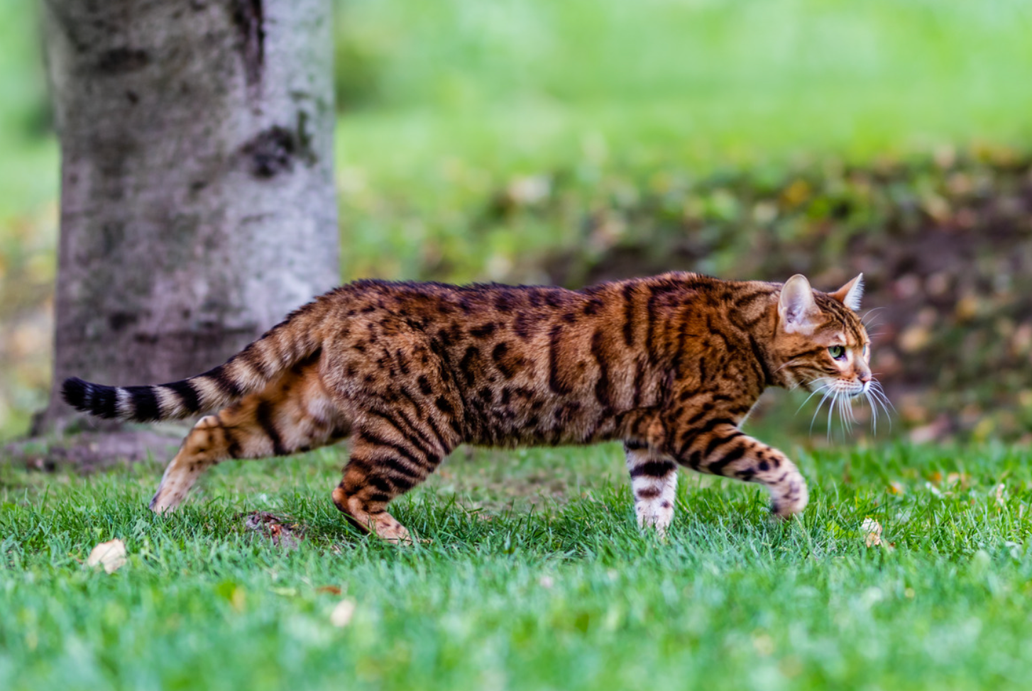 Bengal Cat Breed Information  Bengal Cat Characteristics