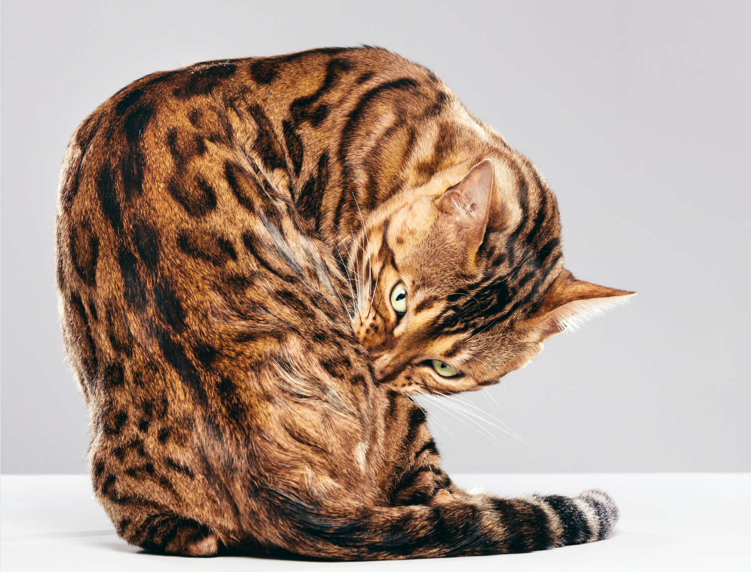What Colors Can Bengal Cats Be? | Litter-Robot