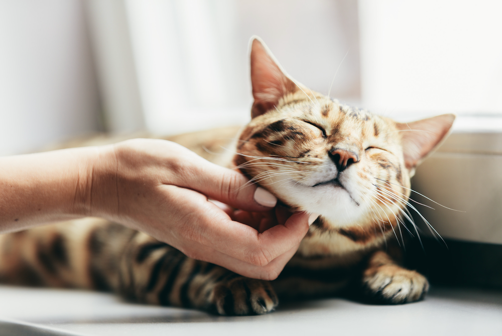 hand scratching Bengal cat chin