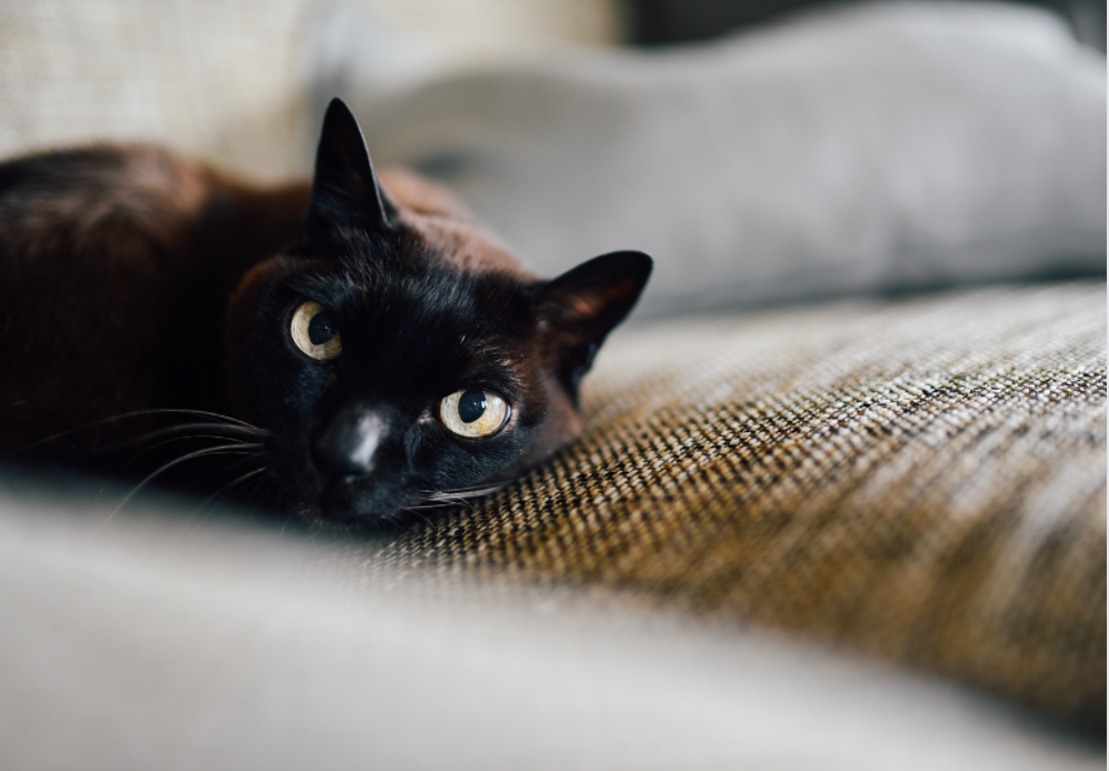 Bombay cat lying on couch