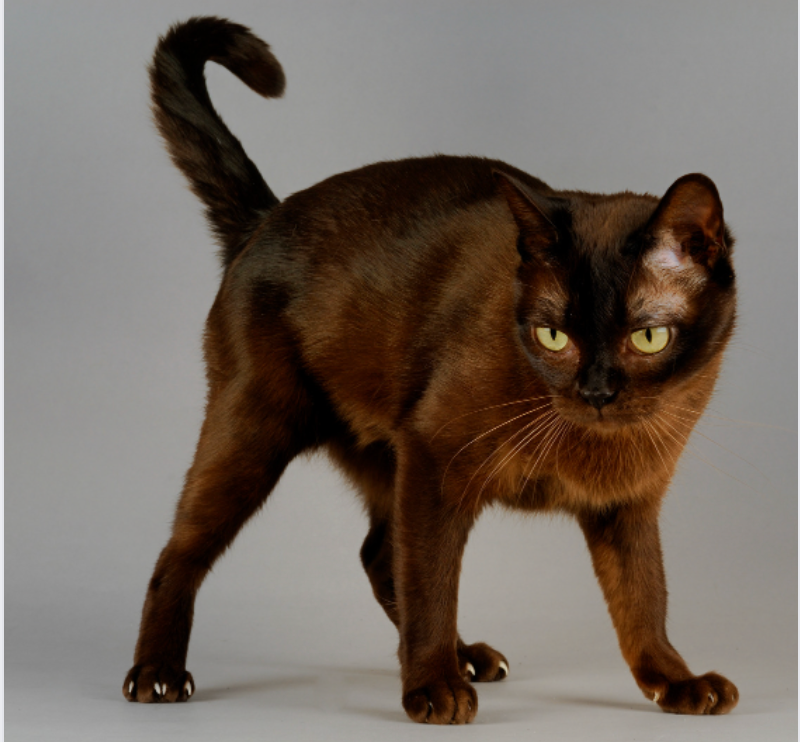 sable Burmese cat