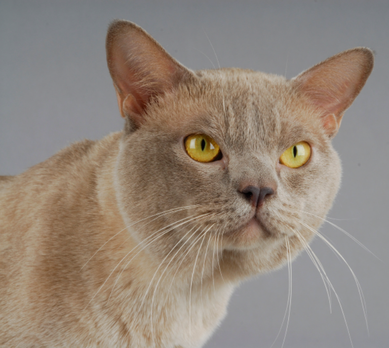Burmese cat with golden eyes