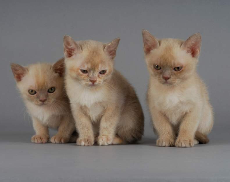 three Burmese kittens