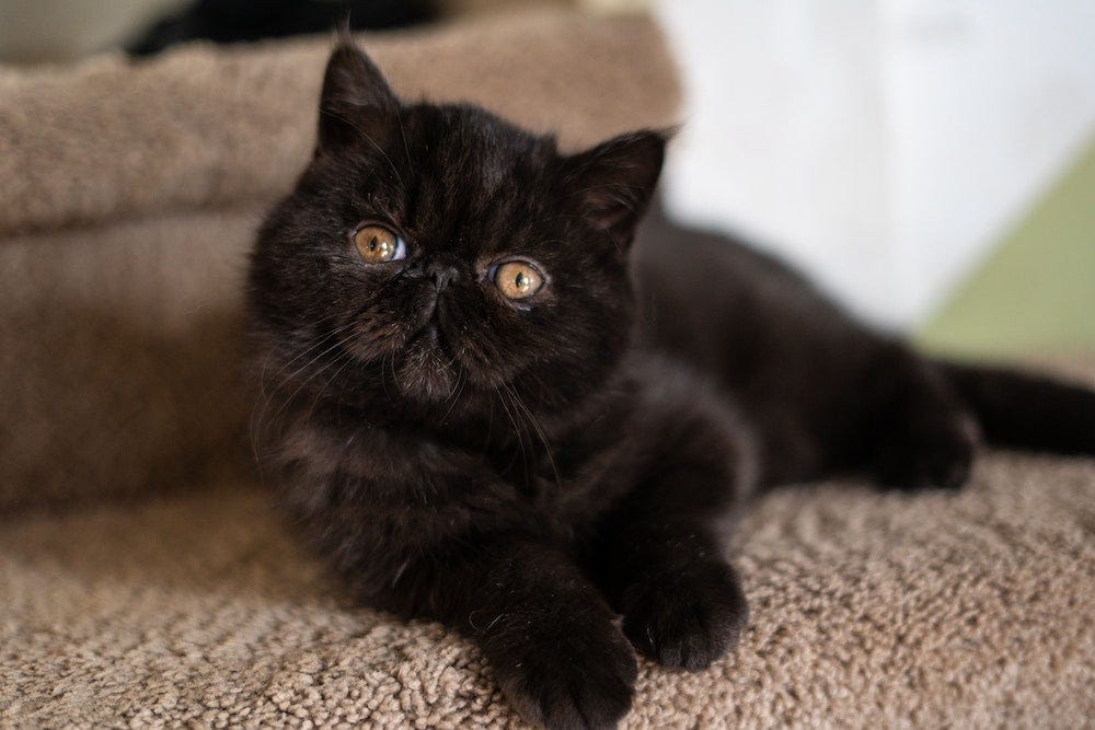black Exotic Shorthair cat