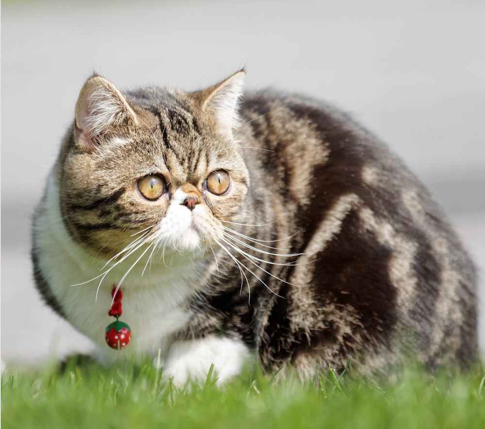 classic tabby Exotic Shorthair cat in grass