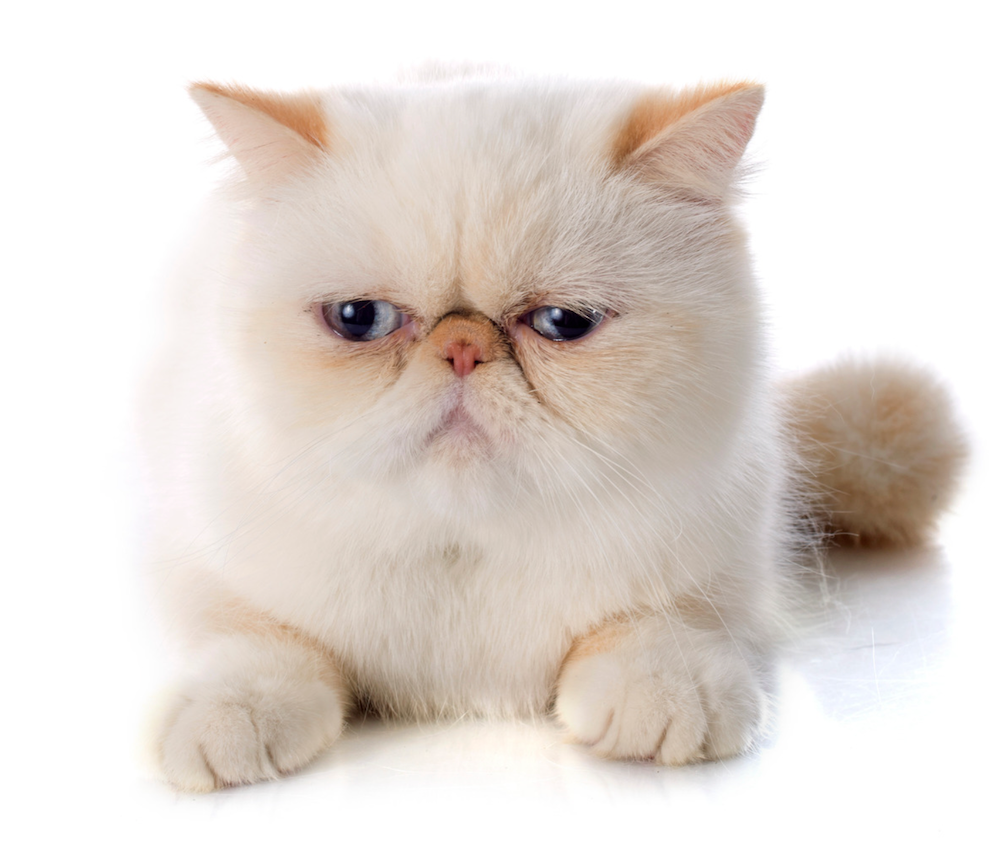 golden Exotic Shorthair cat with blue eyes