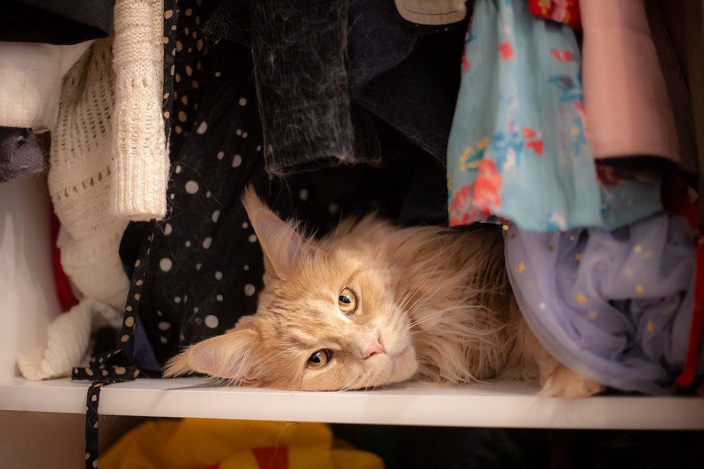 Maine Coon cat with separation anxiety lying in human's clothes closet