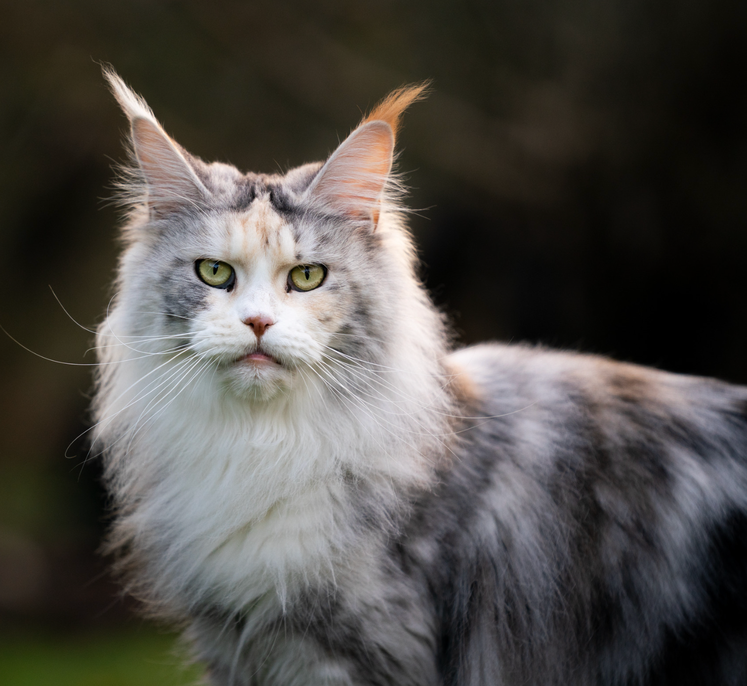 opwinding Vrijwillig puree What Colors Can Maine Coon Cats Be? | Litter-Robot