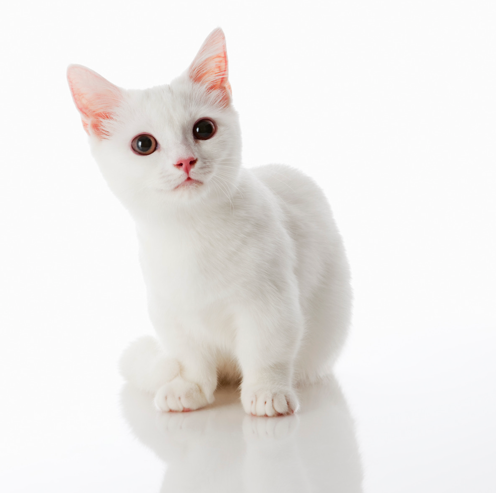 solid white Munchkin cat