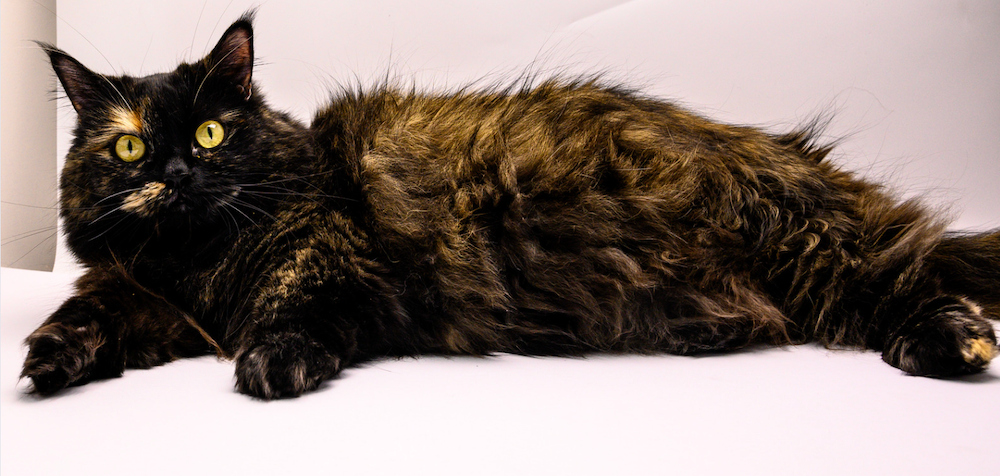tortie Munchkin cat laying on side