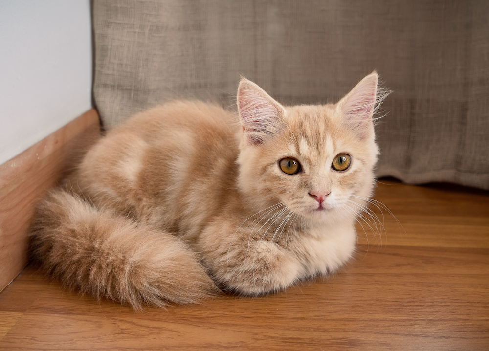 orange tabby Munchkin kitten