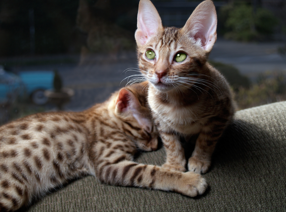 two Ocicat kittens