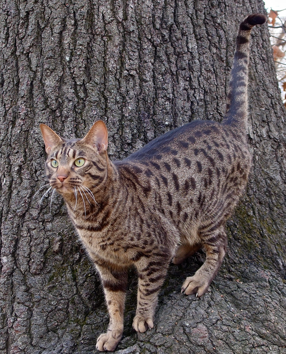 Ocicat next to tree trunk