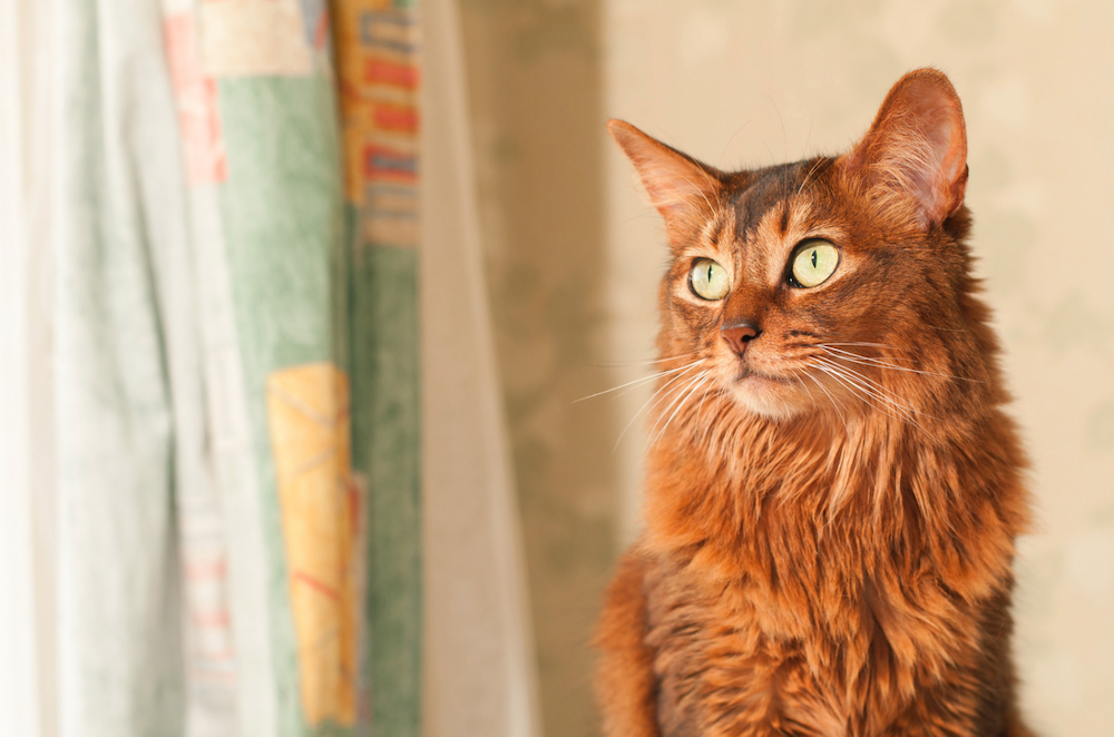 Somali cat looking out window with curtains