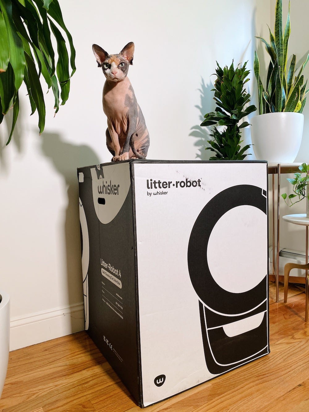 Sphynx cat on Litter-Robot 4 box
