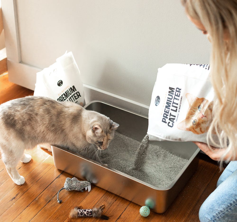 large cat using stainless steel litter box while woman pours cat litter
