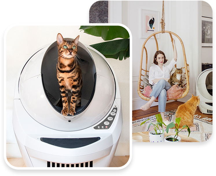 cat in a litter robot 3 connect