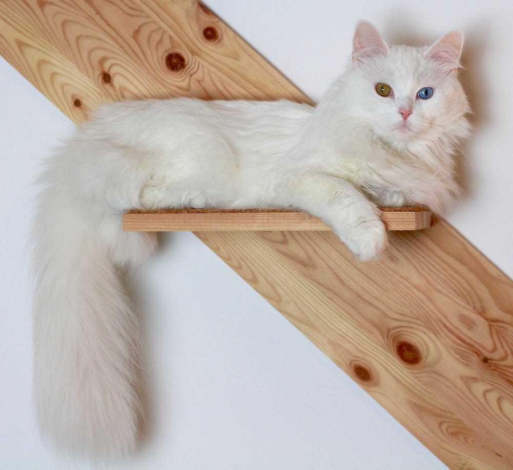 odd-eyed Turkish Angora cat lying on wall shelf