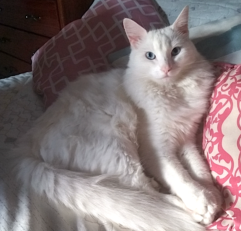 white Turkish Angora cat lying on blanket