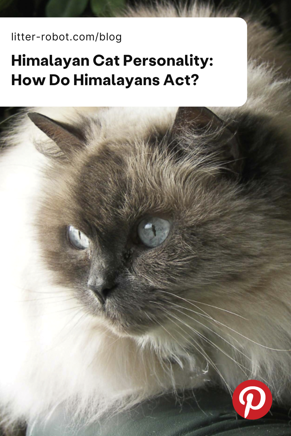 Himalayan Cat Personality Traits How Do Himalayan Cats Act?
