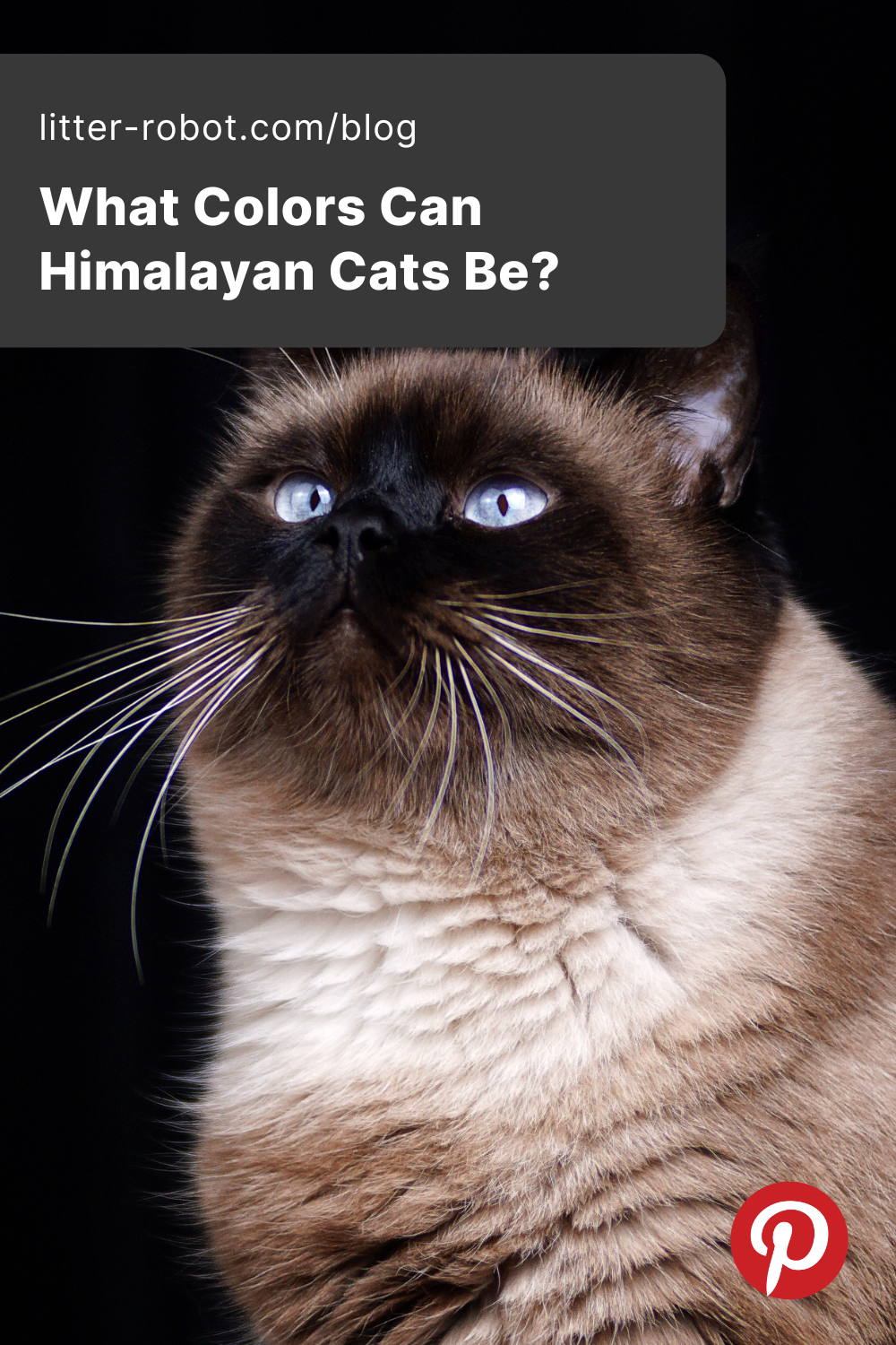 Himalayan Cat Colors Top 10 Colors from Common to Rare
