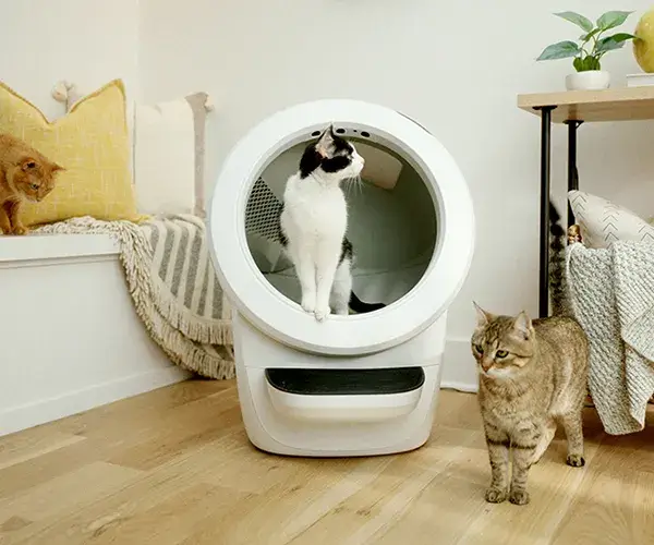 Tips To Acclimate Your Cat To LitterRobot