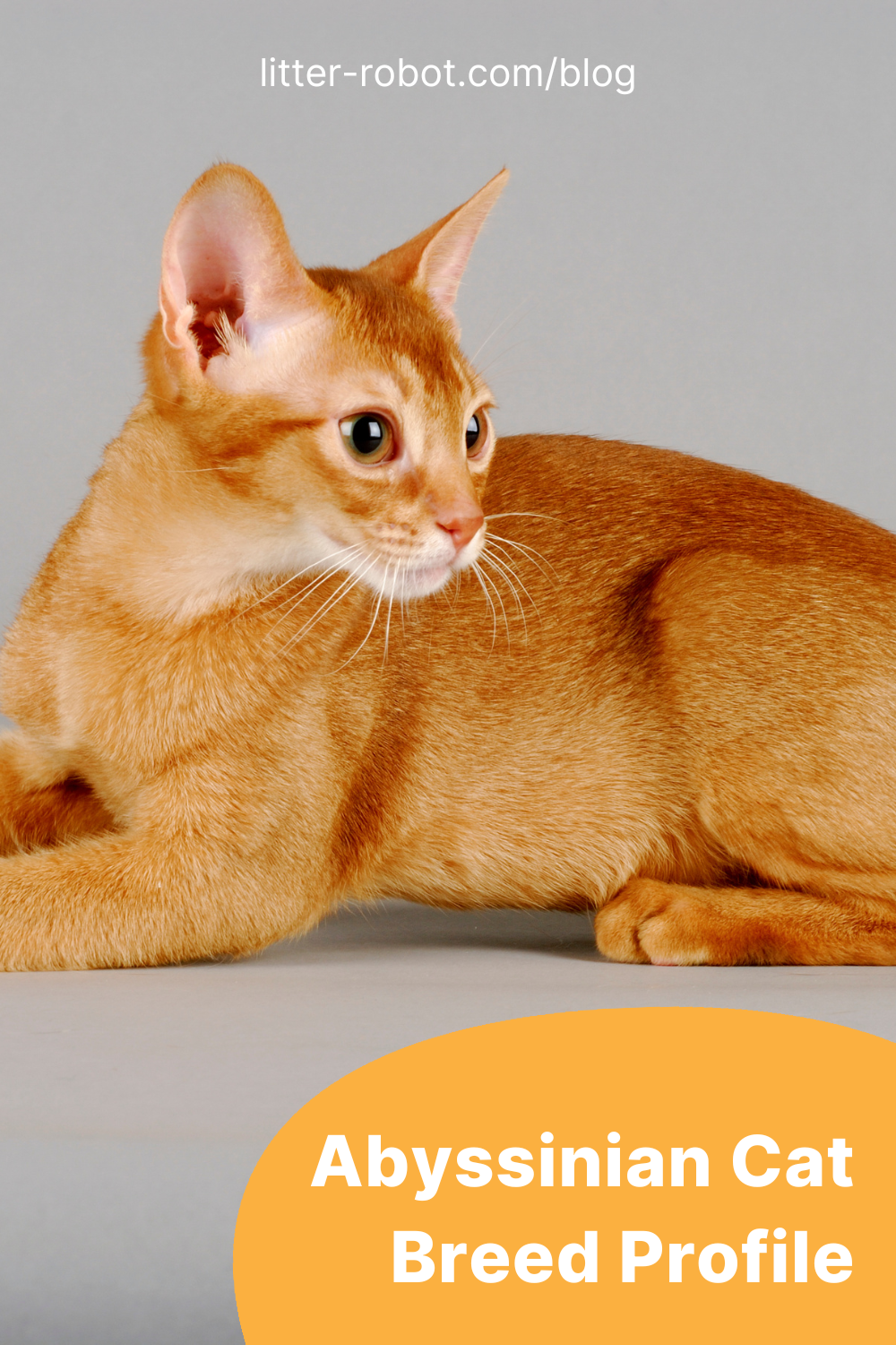 Abyssinian cat breed profile pinterest pin 
