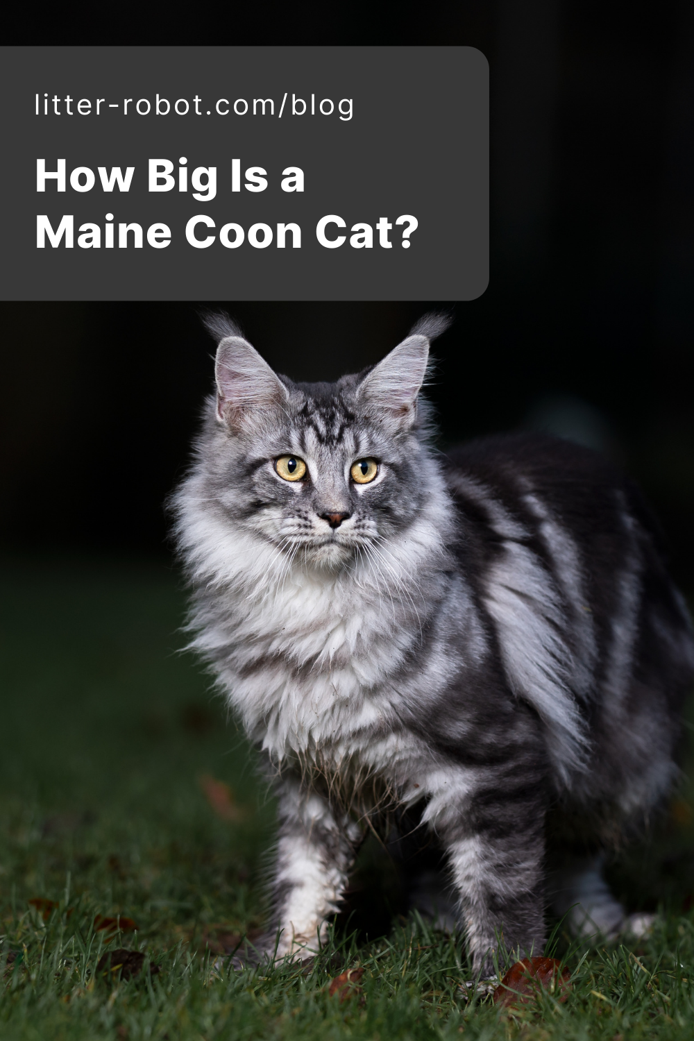 Maine Coon Cat Size How Big Do Maine Coons Get?
