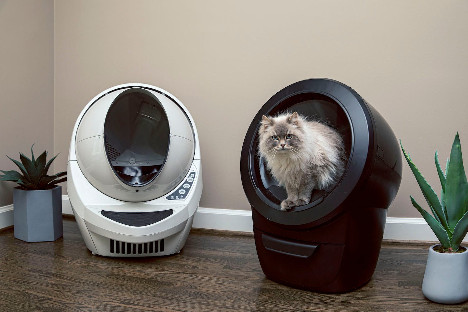 Litter-Robot 3 Connect and Litter-Robot 4 with Siberian cat
