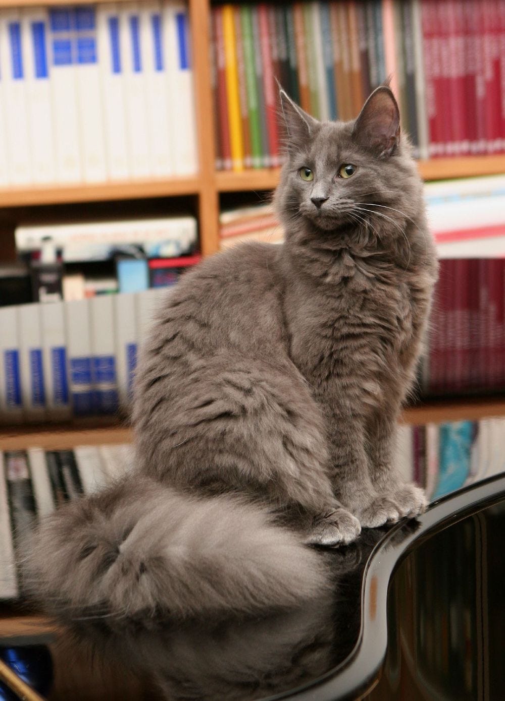 grey Norwegian Forest cat in library