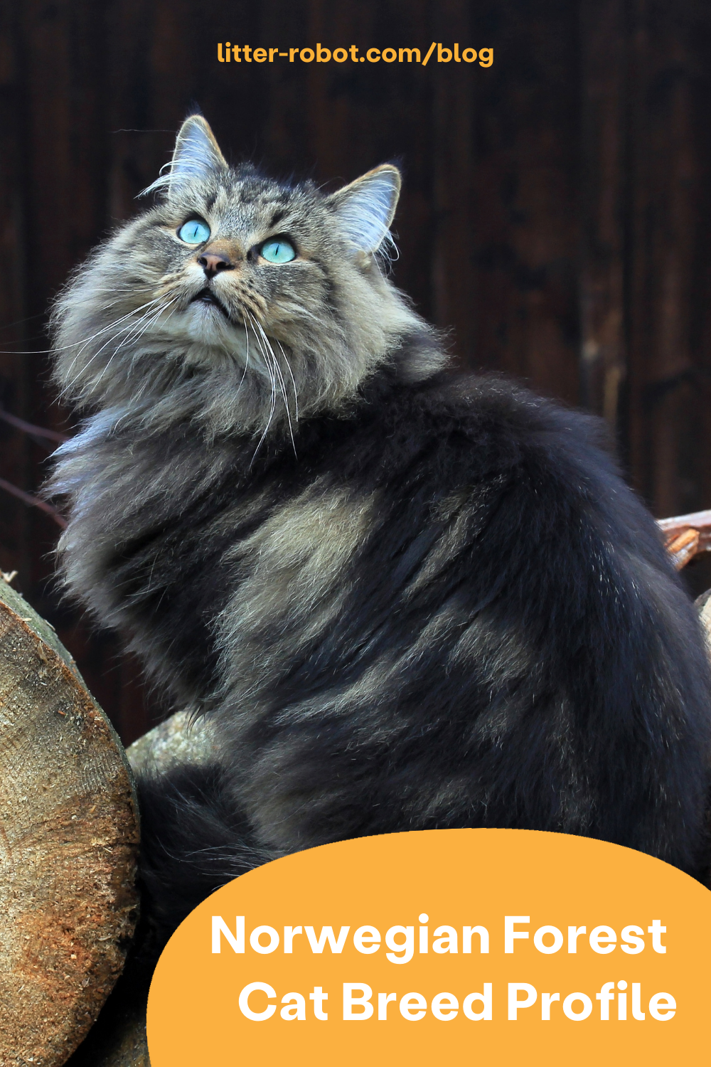 Norwegian Forest Cat breed profile pinterest pin