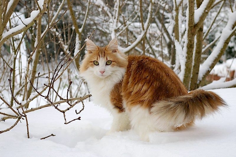 orange and white Norwegian Forest cat outside in snow