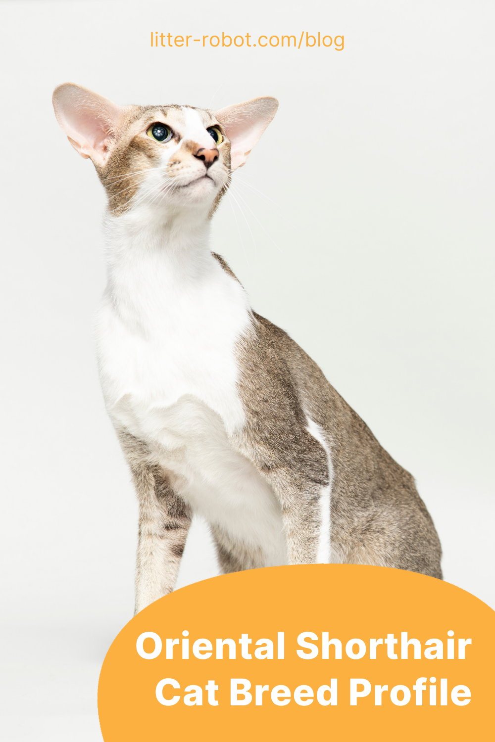Oriental Shorthair cat breed profile pinterest pin