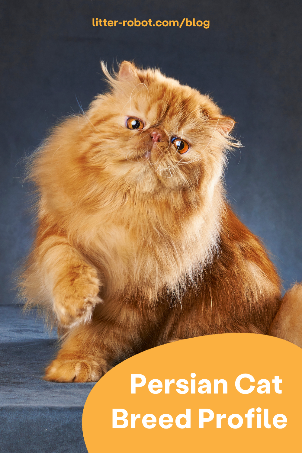 Persian Cat Breed Profile Pinterest Pin