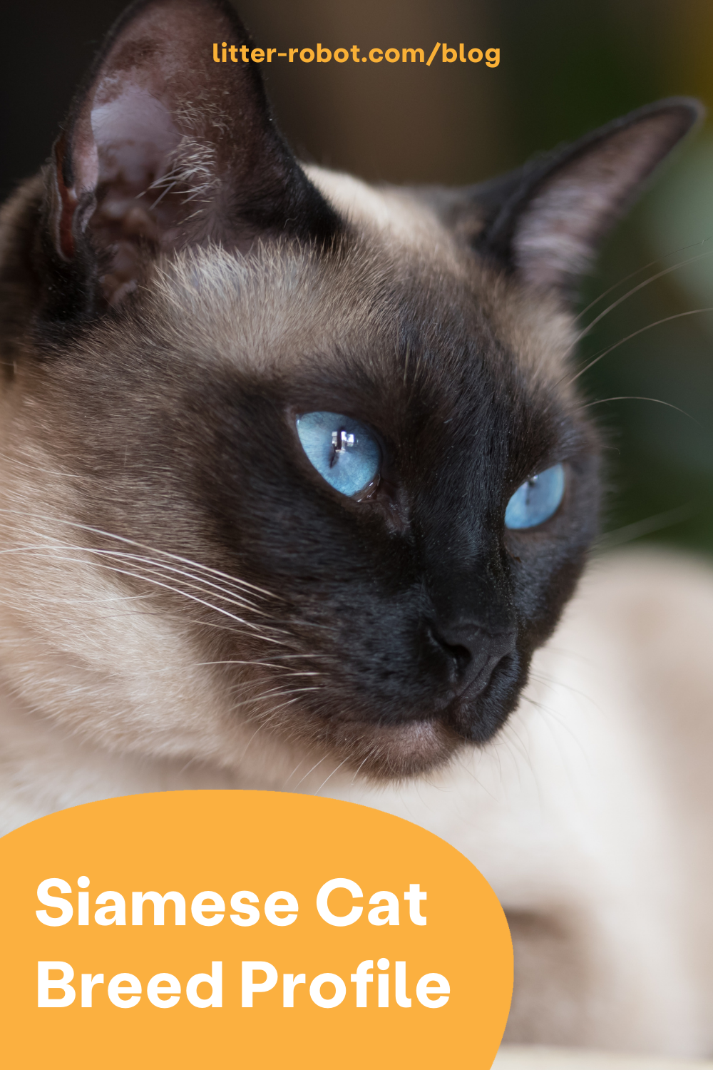Siamese cat breed profile pinterest pin