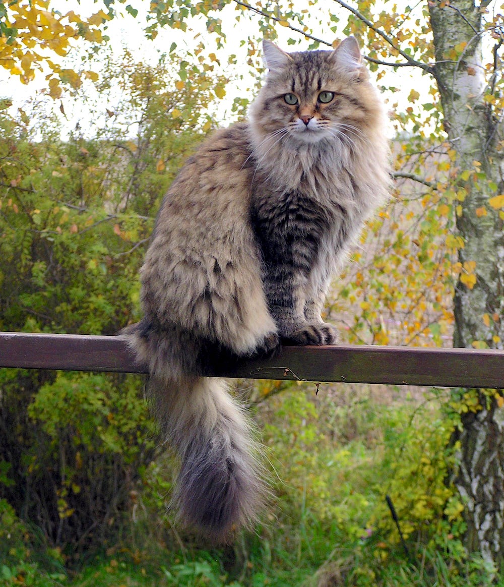 Siberian Forest Cat Size Siberian Forest Cat Size