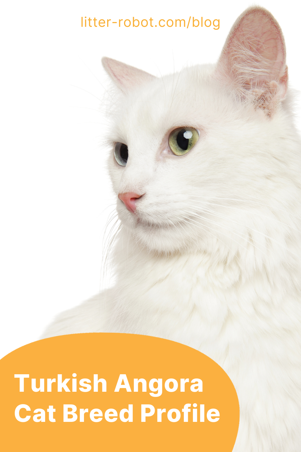 Turkish Angora cat breed profile pinterest pin