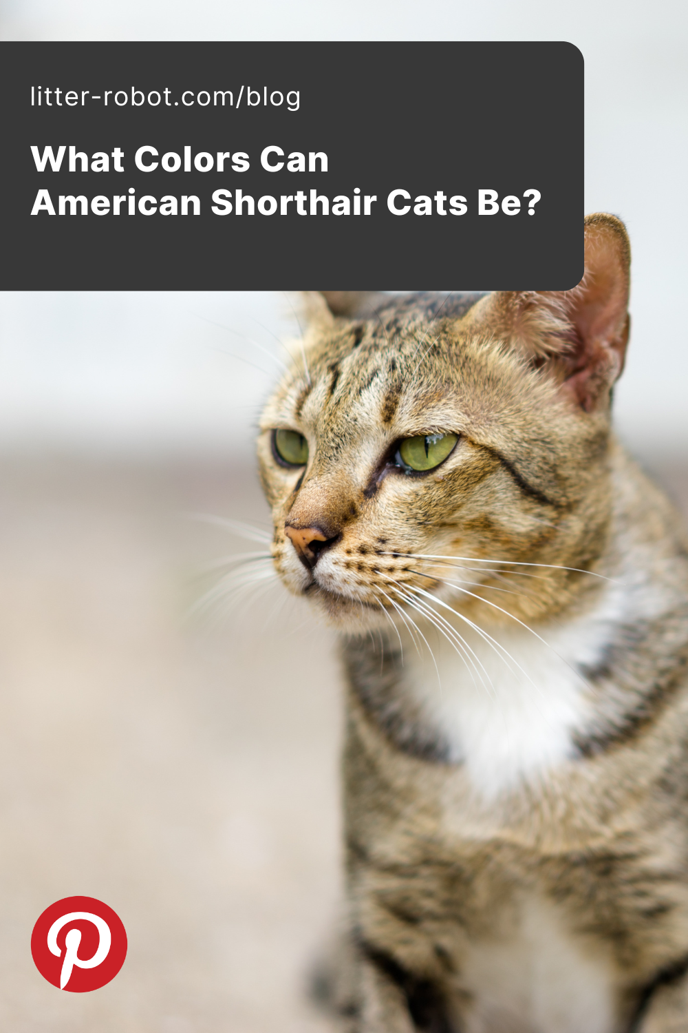 American Shorthair cat breed profile pinterest pin