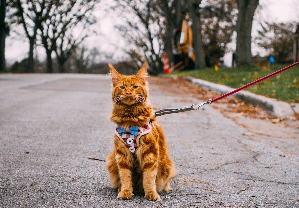 orange Maine Coon cat outside on leash