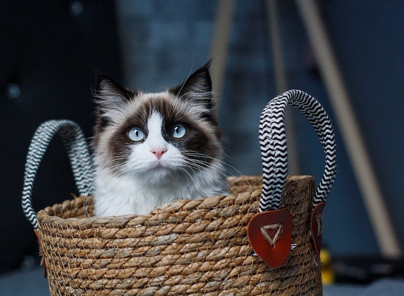 Ragdoll cat sitting inside basket