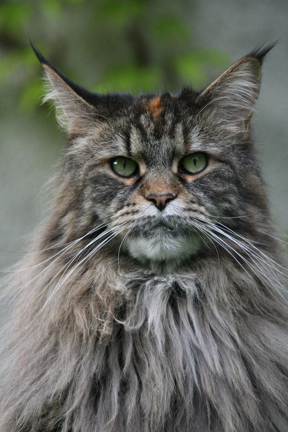 Grey calico Maine Coon cat